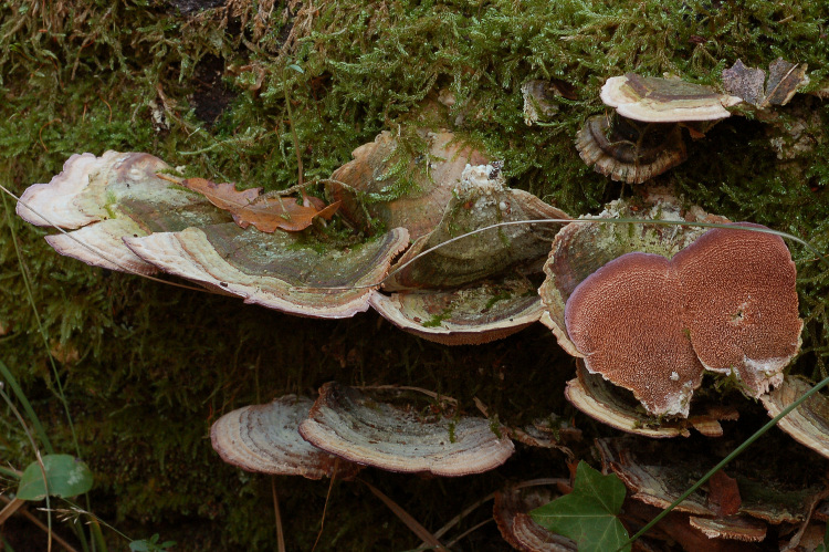 Aphyllophorales a Mondeggi